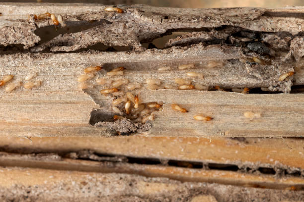 Pest Prevention Services in Cambria, CA