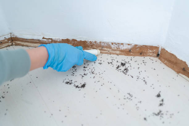 Best Pest Inspection Near Me  in Mbria, CA