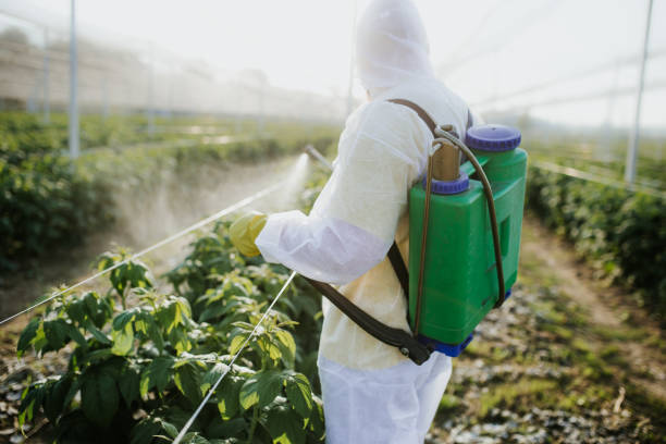 Best Pest Removal Services  in Mbria, CA